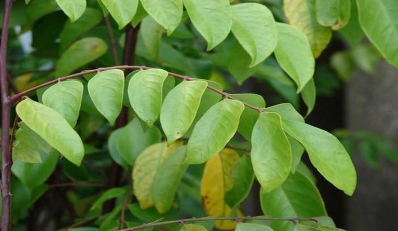 Có thể làm sạch lông gà bằng lá khế